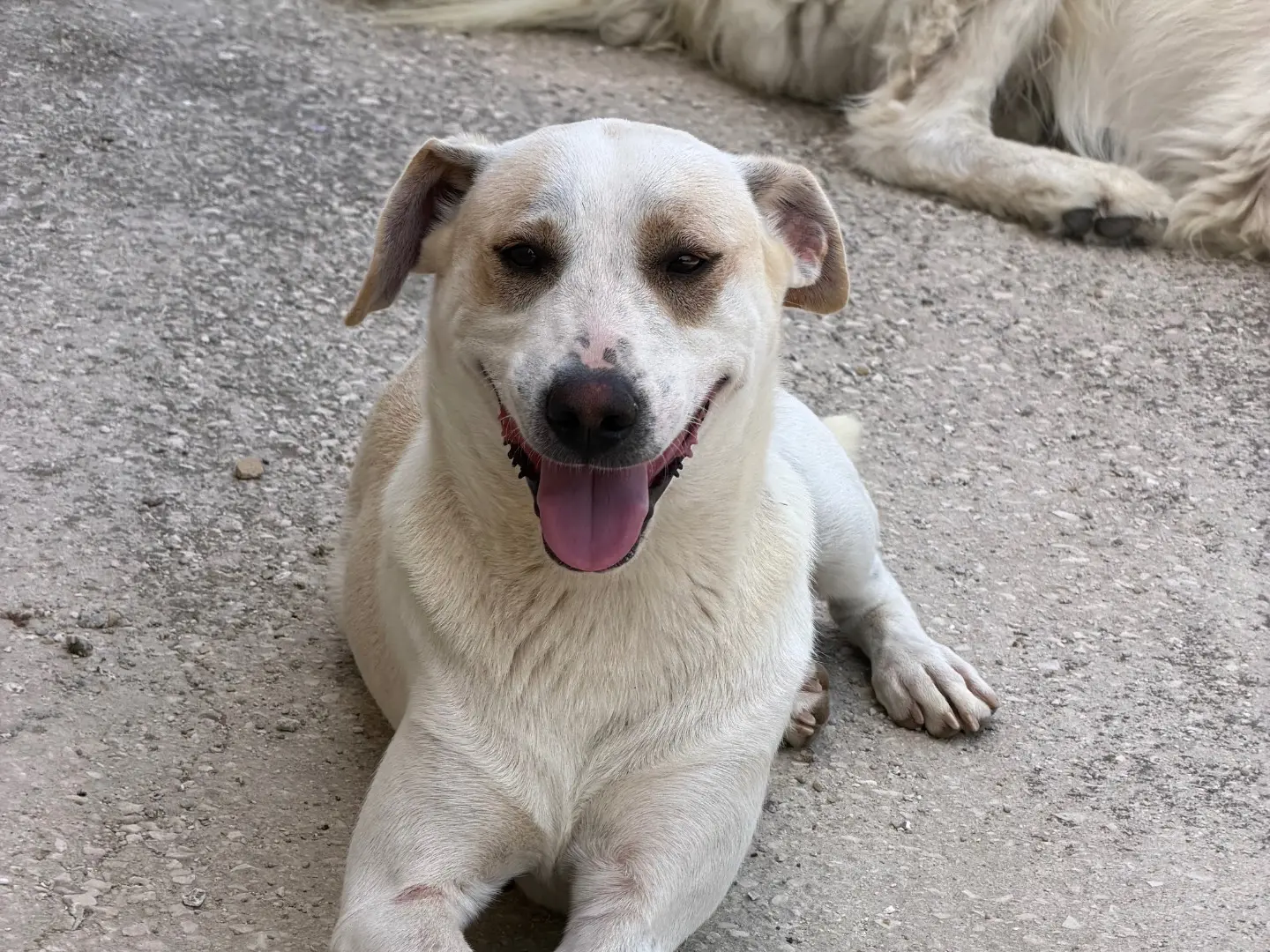 Adotta un cane, maschio, 2 anni e 5 mesi, Agrigento