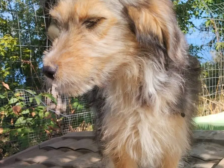 Adotta un cane, taglia media, maschio, Vibo