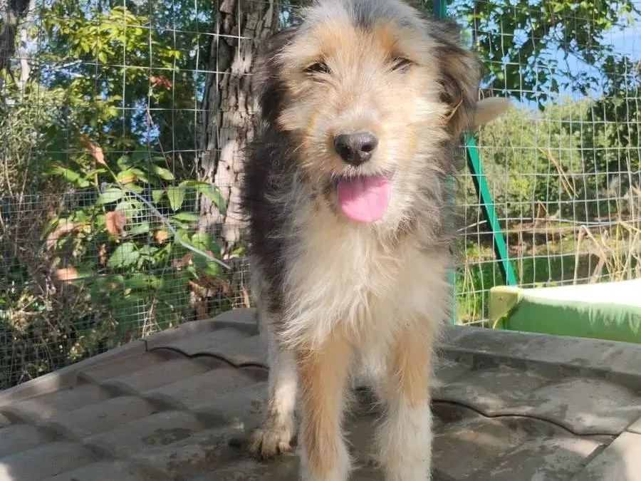 Adotta un cane, maschio, 4 mesi, Vibo