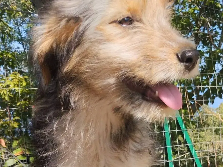 Adozione cane, maschio, Razza sconosciuta Razza sconosciuta, 4 mesi, taglia media, Vibo