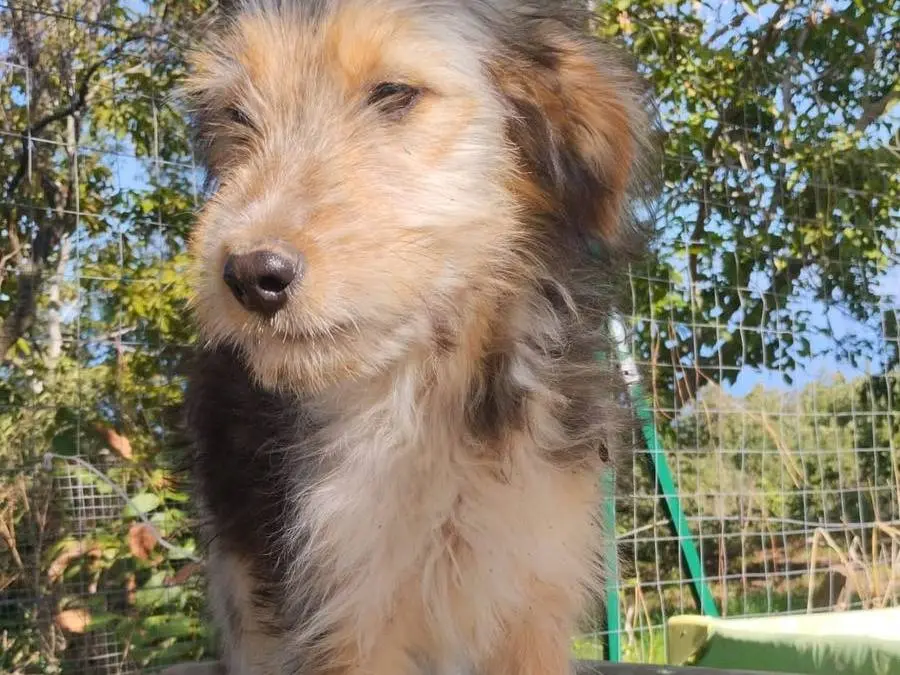 Vuoi adottare un cane a Vibo?