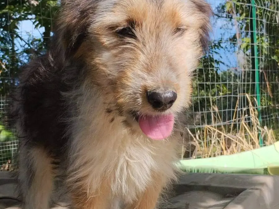 Adotta il cane NOEL a Vibo