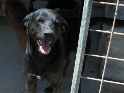 Adotta un cane, taglia media, maschio, Messina