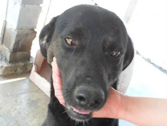 Adotta un cane, maschio, 14 anni e 8 mesi, Messina