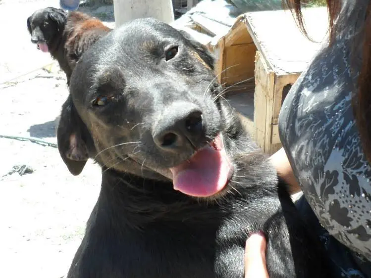 Adozione cane, maschio, meticcio, 14 anni e 8 mesi, taglia media, Messina