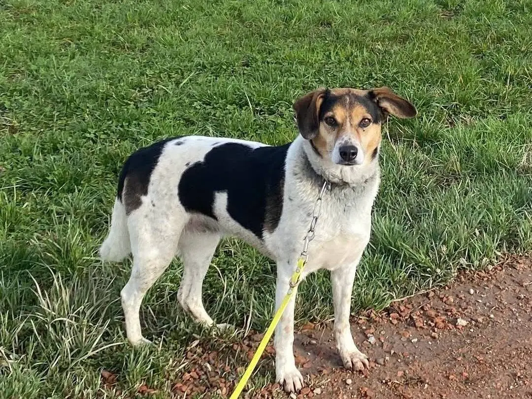 Adozione cane, femmina, Razza sconosciuta Razza sconosciuta, 6 anni e 6 mesi, taglia media contenuta, Milano