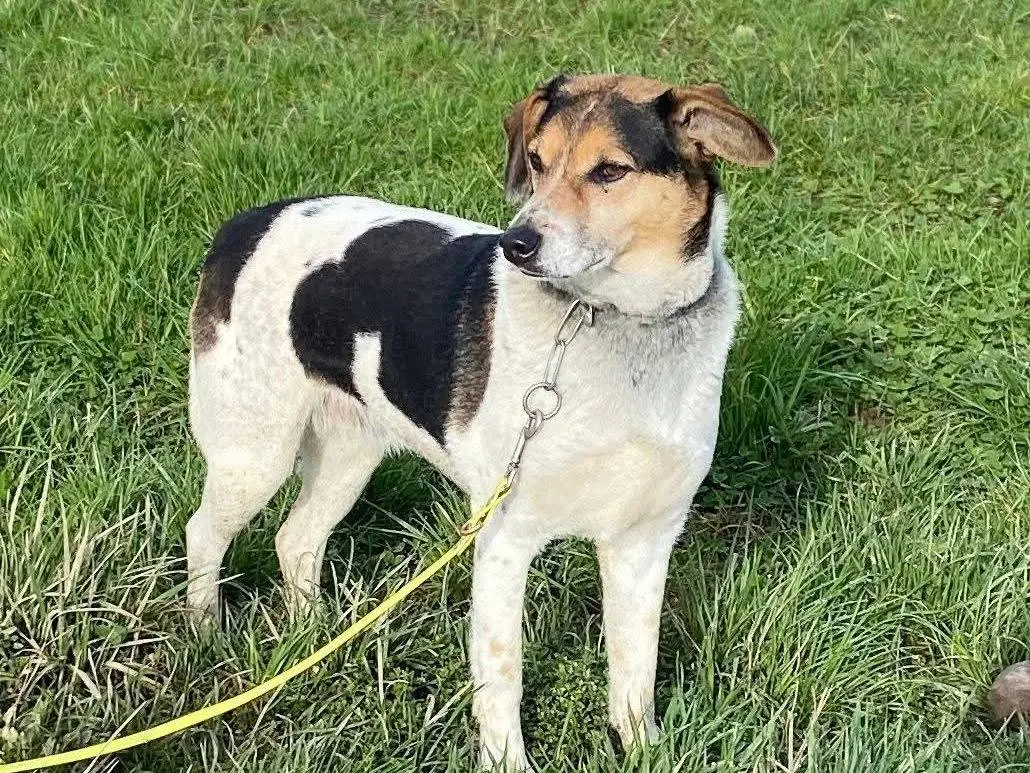 Adotta un cane, femmina, 6 anni e 6 mesi, Milano