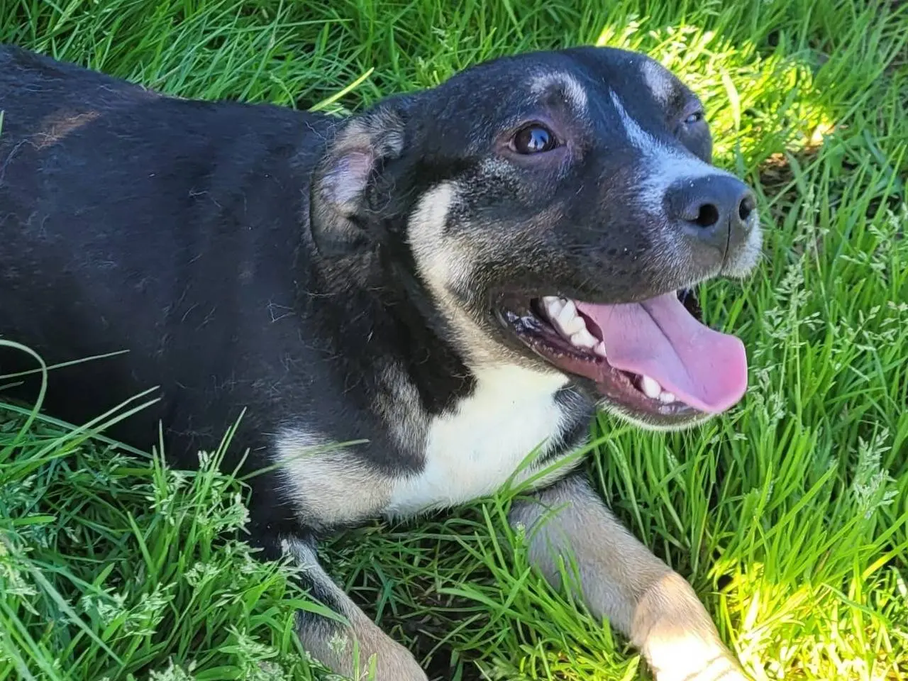 Adotta un cane, taglia media, femmina, Latina