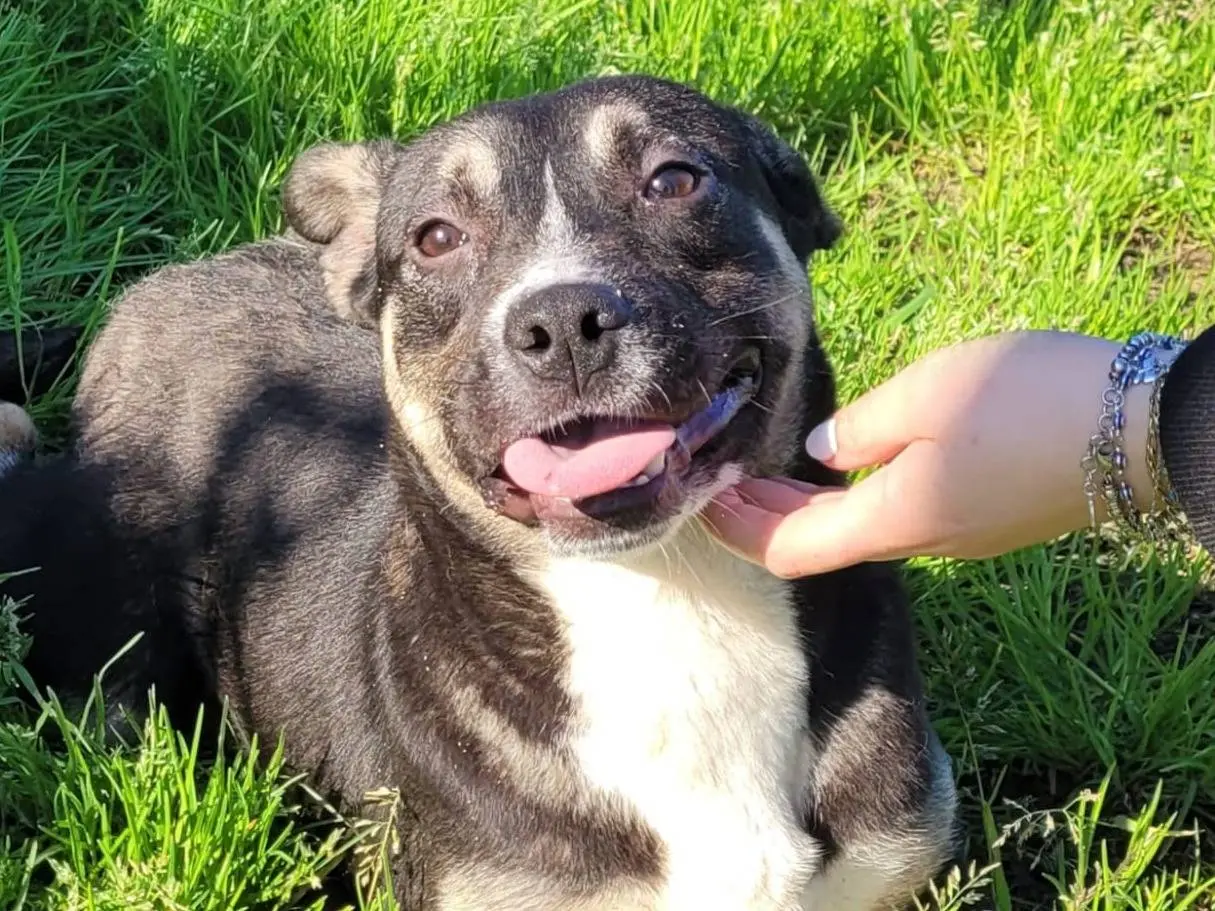 Adozione cane, femmina, Razza sconosciuta Razza sconosciuta, 1 anno e 2 mesi, taglia media, Latina