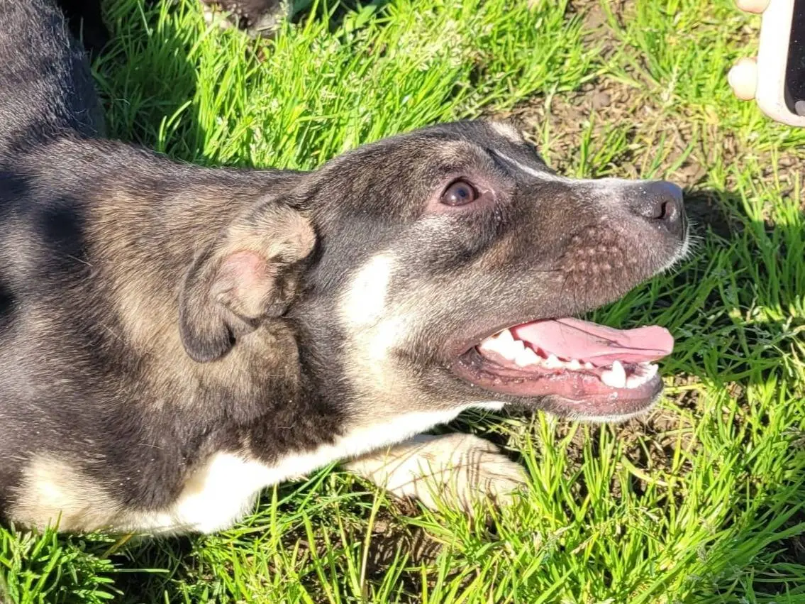 Adotta un cane, femmina, 1 anno e 2 mesi, Latina