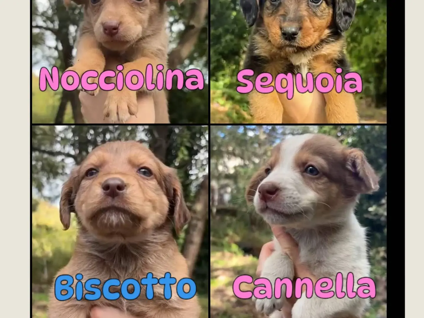 Adotta un cane, maschio, 2 mesi, Catania
