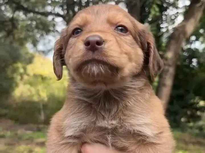Adozione cane, maschio, Razza sconosciuta Razza sconosciuta, 2 mesi, taglia media, Catania