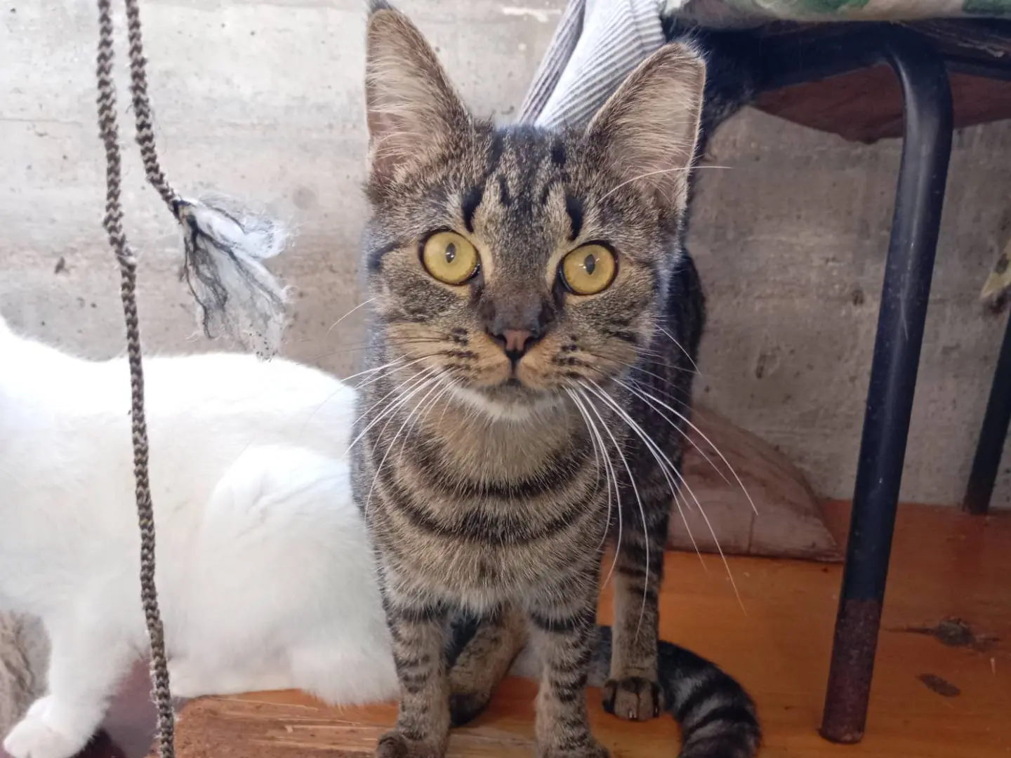Adozione gatto, femmina, Razza sconosciuta Razza sconosciuta, 2 anni e 1 mese, taglia non valida, Latina
