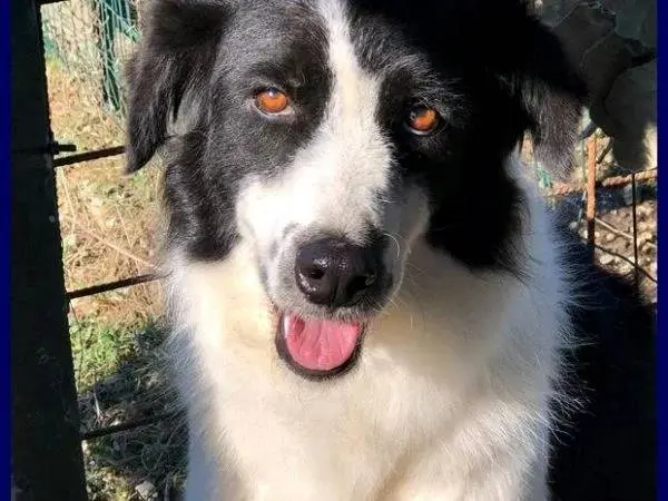 Foto 1 dell'animale