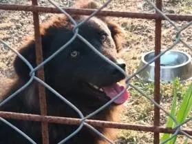 Foto 1 dell'animale
