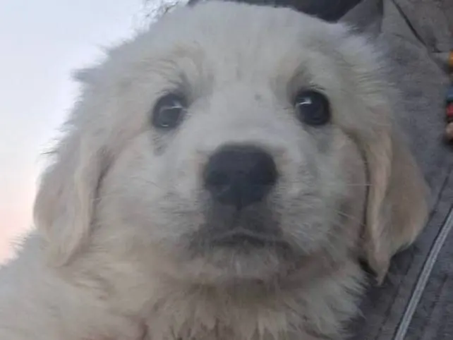 Adozione cane, femmina, meticcio, 2 anni e 2 mesi, taglia grande, Crotone