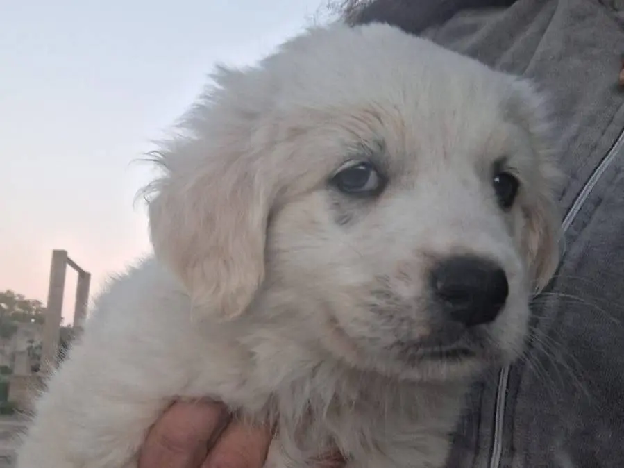 Vuoi adottare un cane a Crotone?