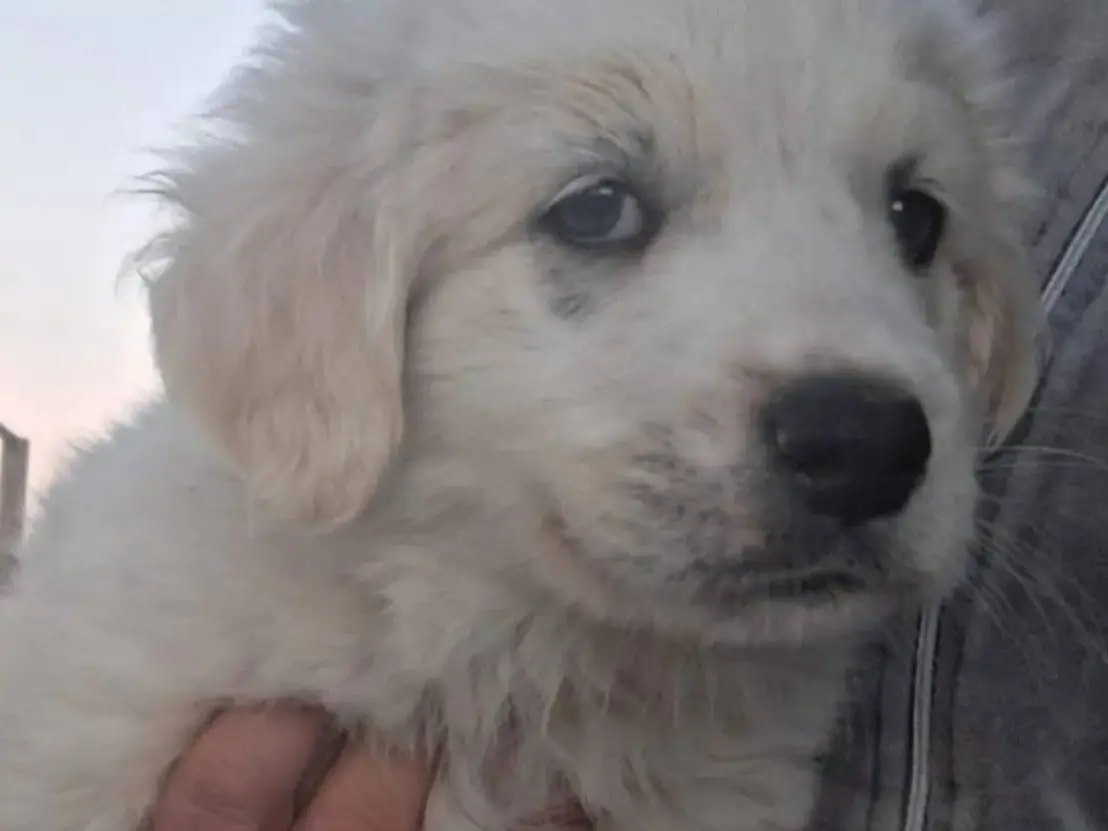 Adotta un cane, femmina, 2 anni e 2 mesi, Crotone