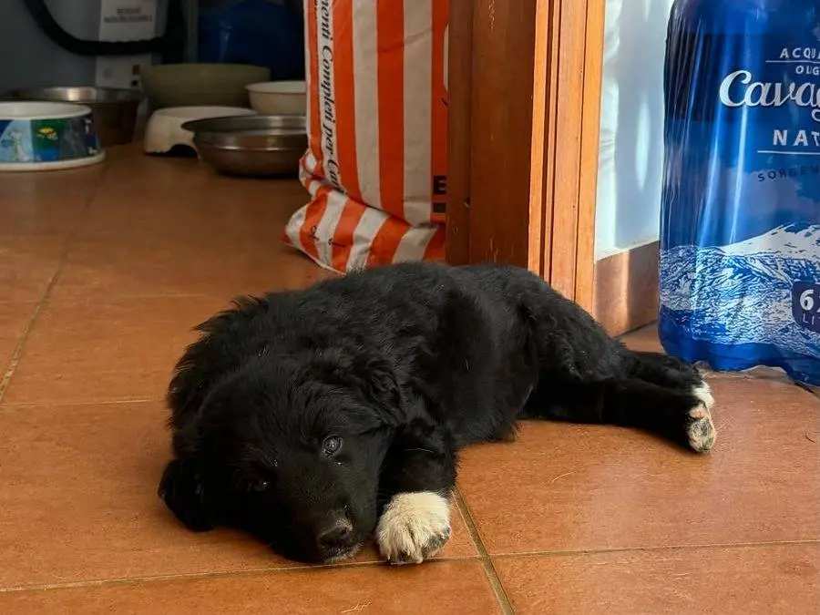 Adotta un cane, taglia media, femmina, Trapani