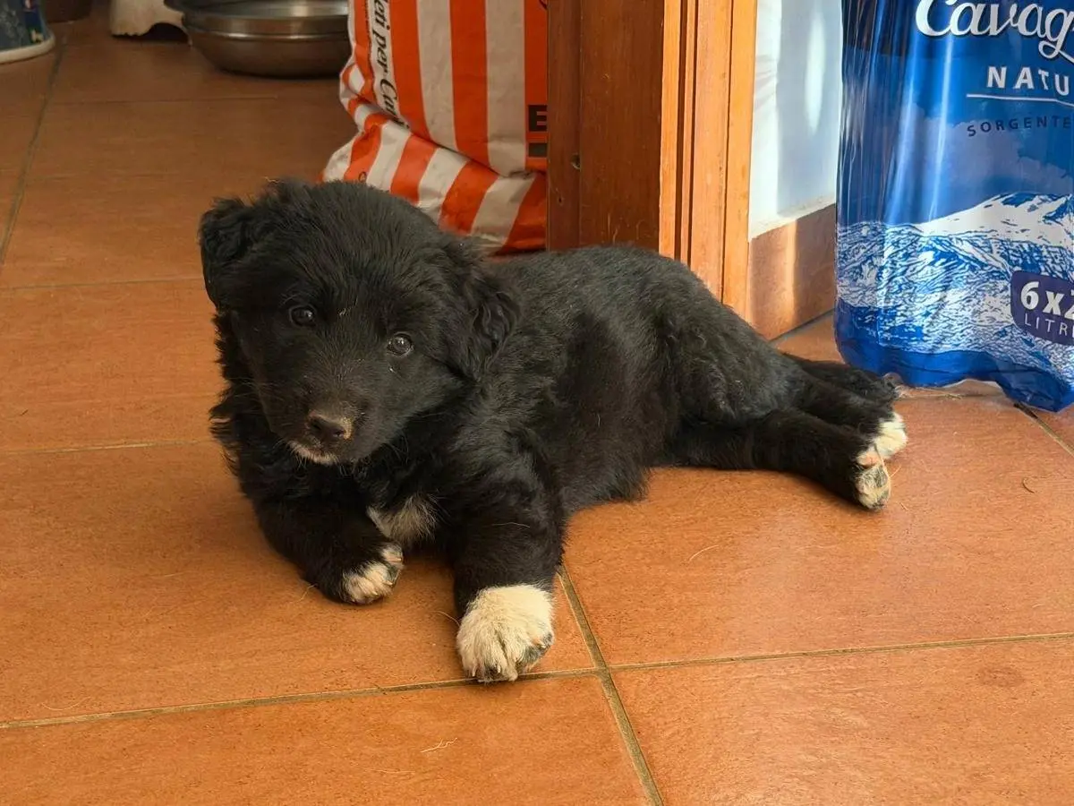 Adozione cane, femmina, Razza sconosciuta Razza sconosciuta, 1 mese, taglia media, Trapani