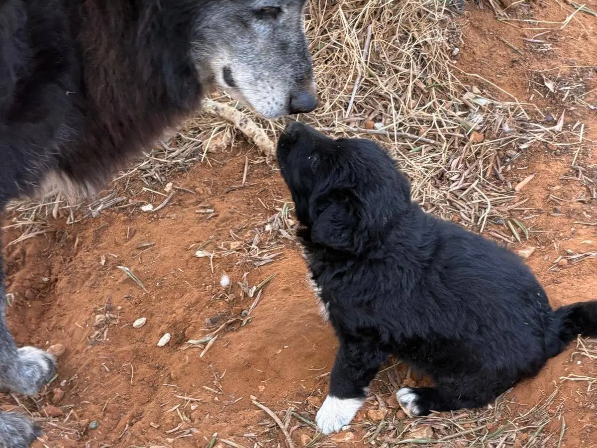 Adotta un cane, femmina, 1 mese, Trapani