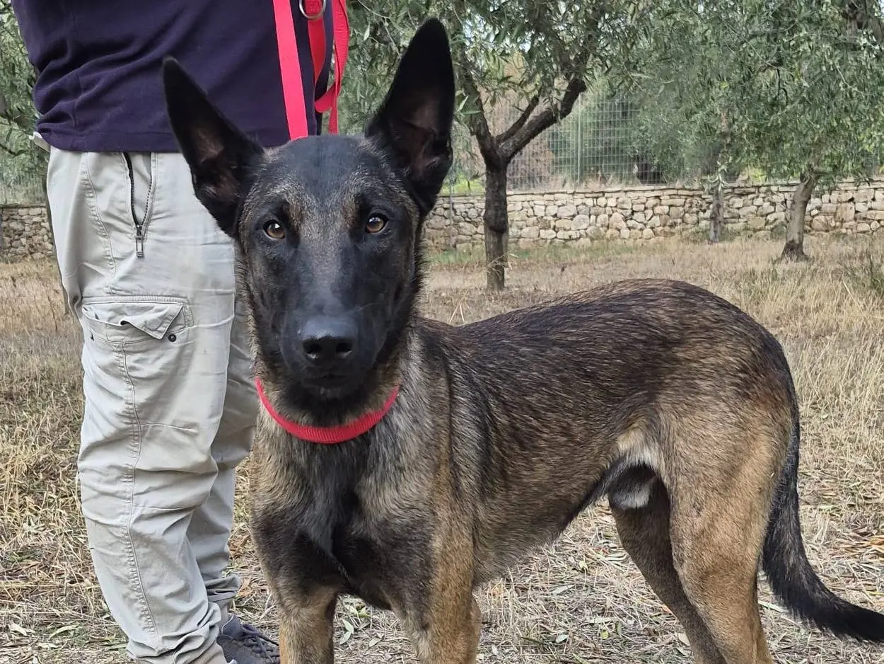 Adozione cane, maschio, Pastore Belga Malinois Razza sconosciuta, 2 anni e 3 mesi, taglia media, Genova