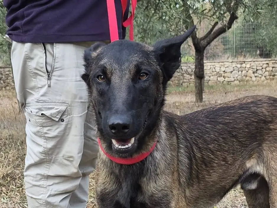 Adotta un cane, taglia media, maschio, Genova