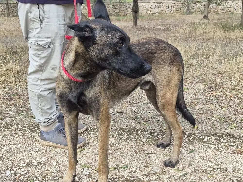 Adotta un cane, maschio, 2 anni e 3 mesi, Genova