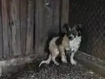 Foto 3 dell'animale