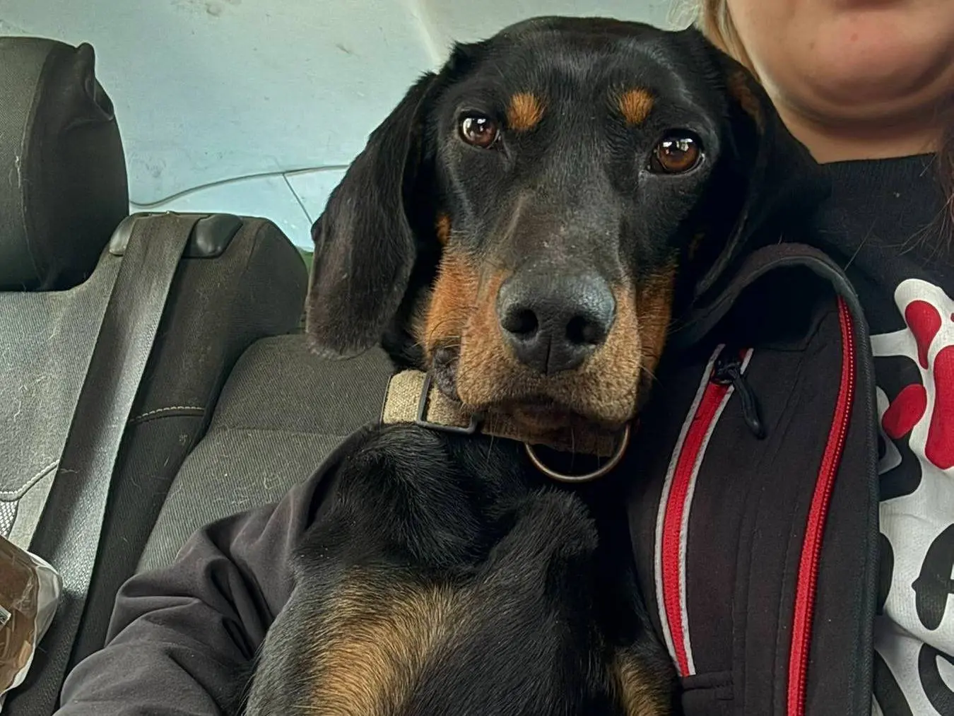 Vuoi adottare un cane a Firenze?