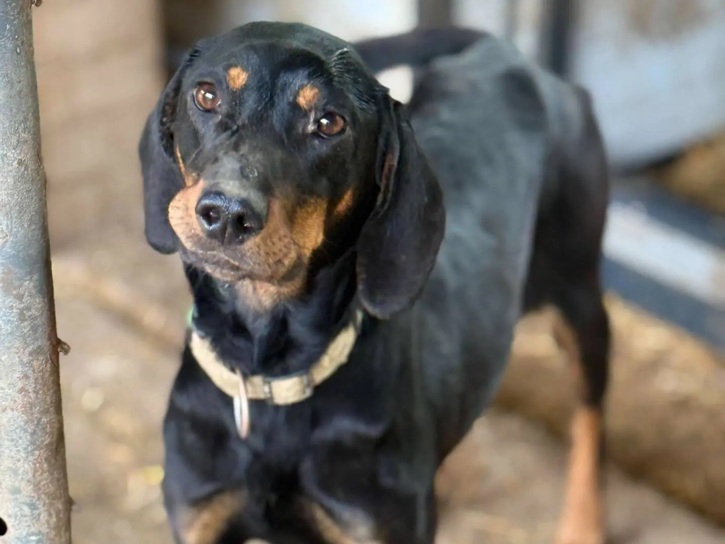 Adotta un cane, femmina, 2 anni e 4 mesi, Firenze