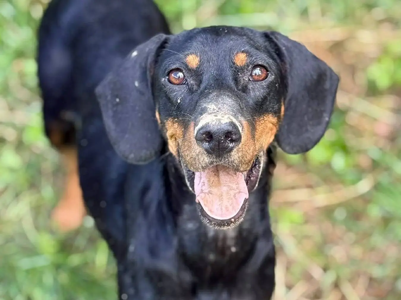 Adotta un cane, taglia media contenuta, femmina, Firenze