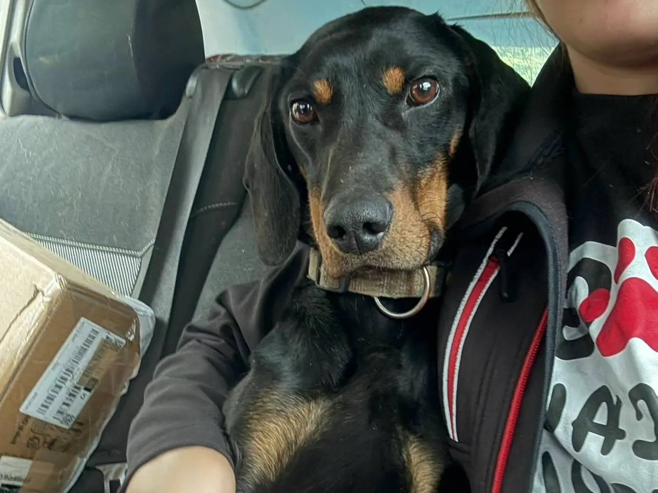 Adotta il cane BELLA a Firenze