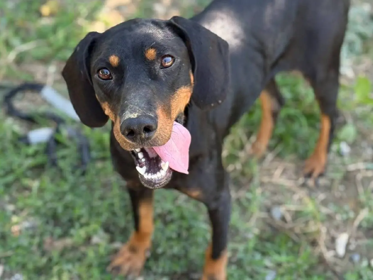 Adozione cane, femmina, Segugio Razza sconosciuta, 2 anni e 4 mesi, taglia media contenuta, Firenze