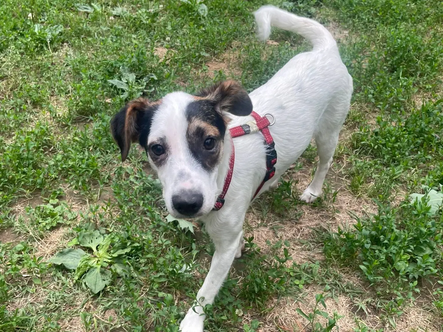 Adozione cane, femmina, Razza sconosciuta Razza sconosciuta, 10 mesi, taglia media contenuta, Milano