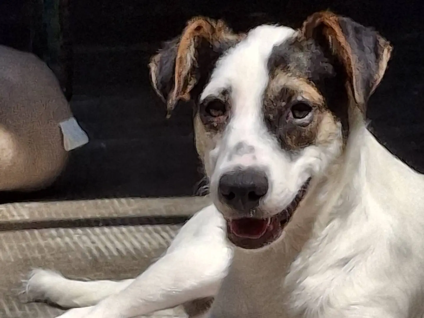 Adotta un cane, femmina, 10 mesi, Milano