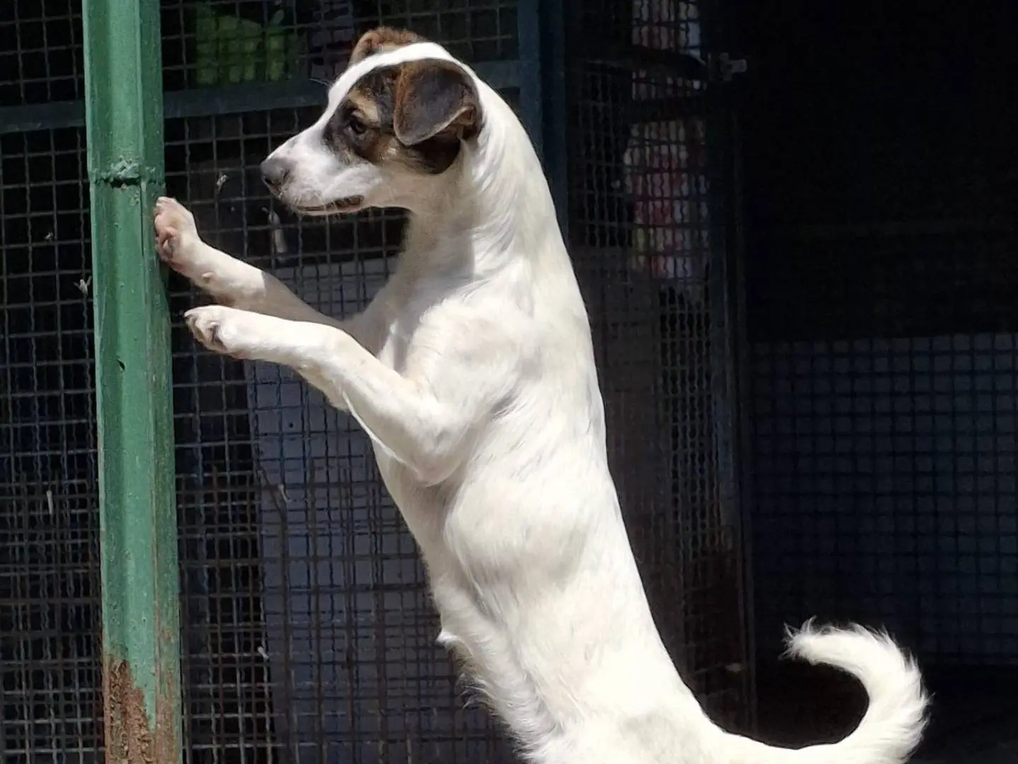 Vuoi adottare un cane a Milano?