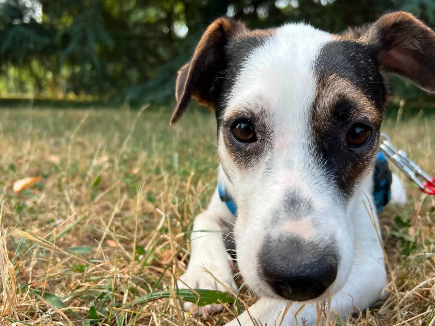 Adotta un cane, taglia media contenuta, femmina, Milano