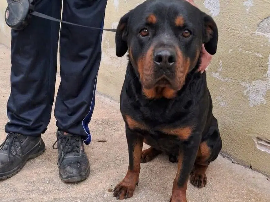 Adozione cane, maschio, Razza sconosciuta Razza sconosciuta, 5 anni e 11 mesi, taglia media, Caserta