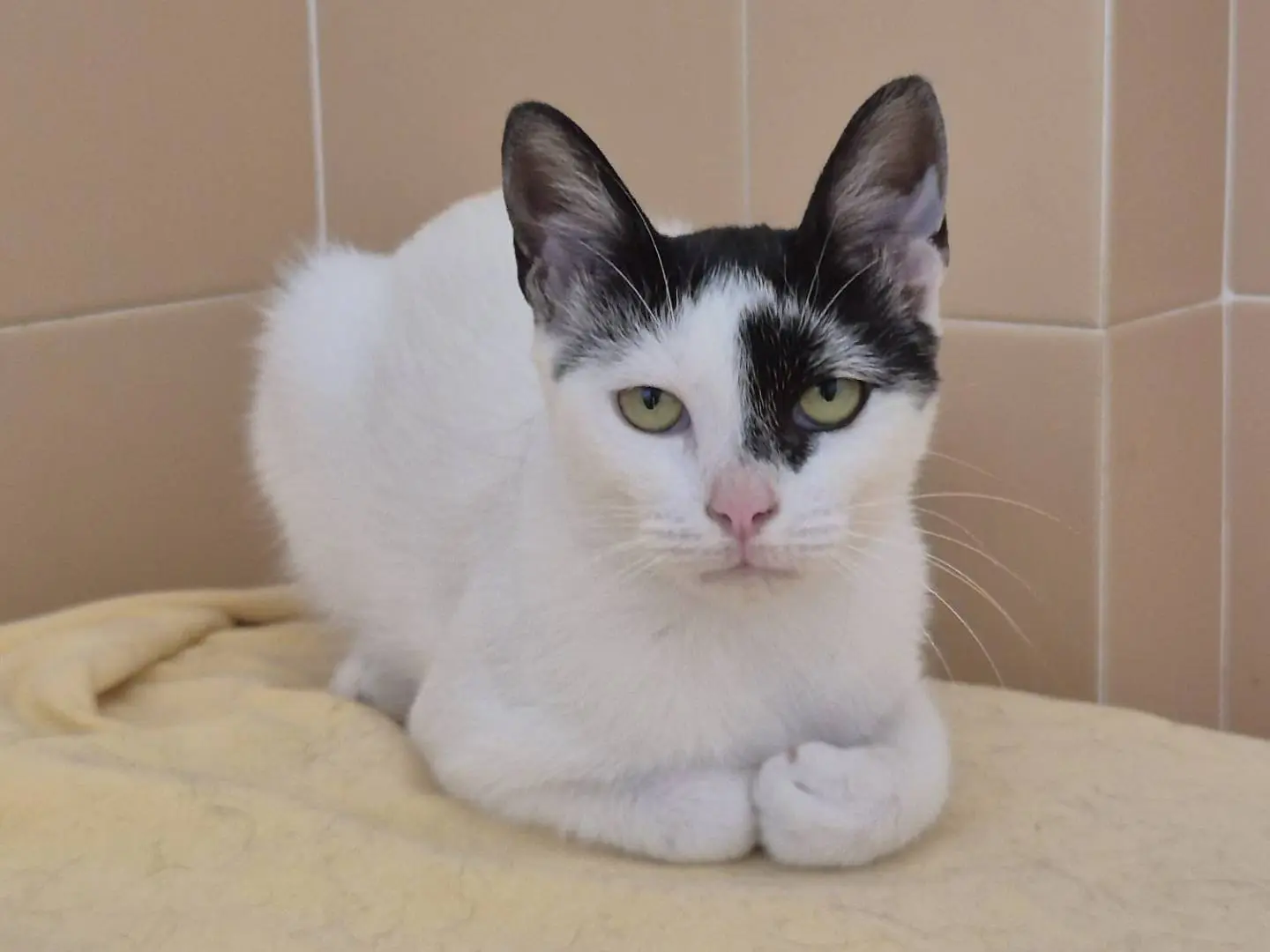 Adotta un gatto, taglia non valida, femmina, Bari