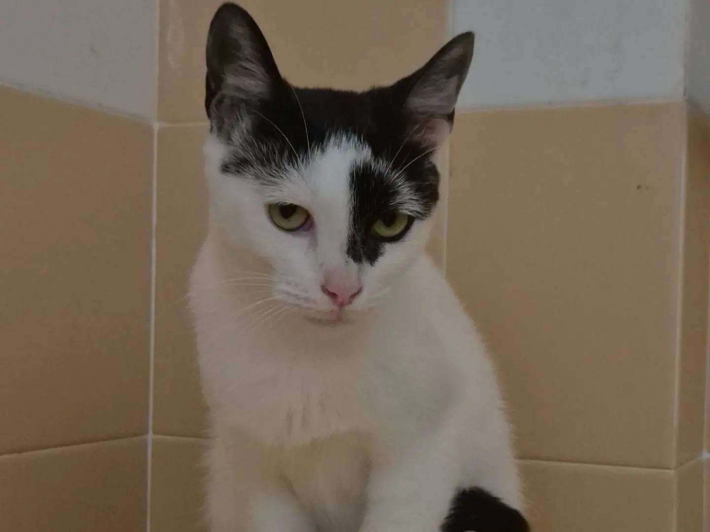 Adotta un gatto, femmina, 1 anno e 1 mese, Bari