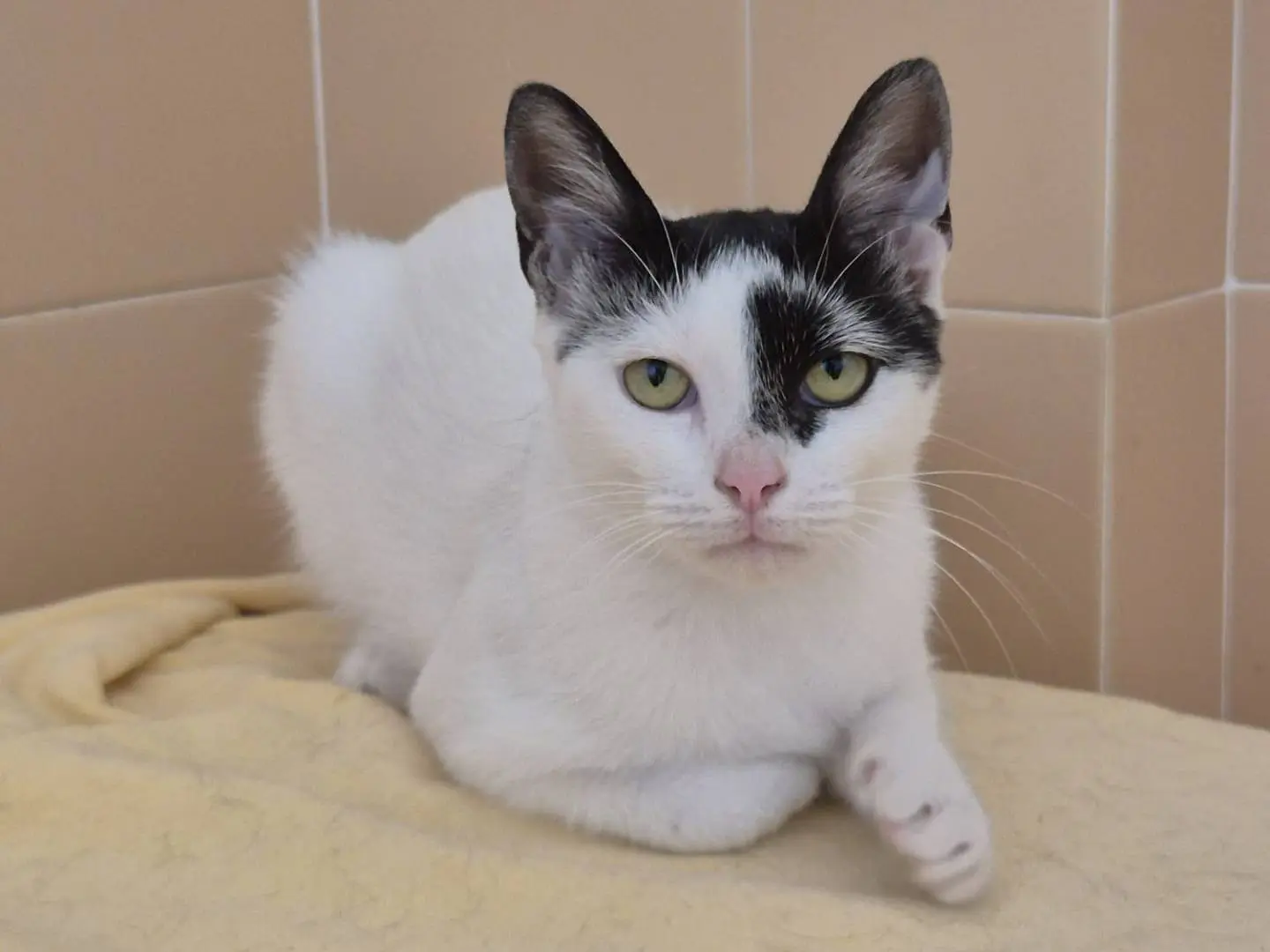 Adozione gatto, femmina, Razza sconosciuta Razza sconosciuta, 1 anno e 1 mese, taglia non valida, Bari