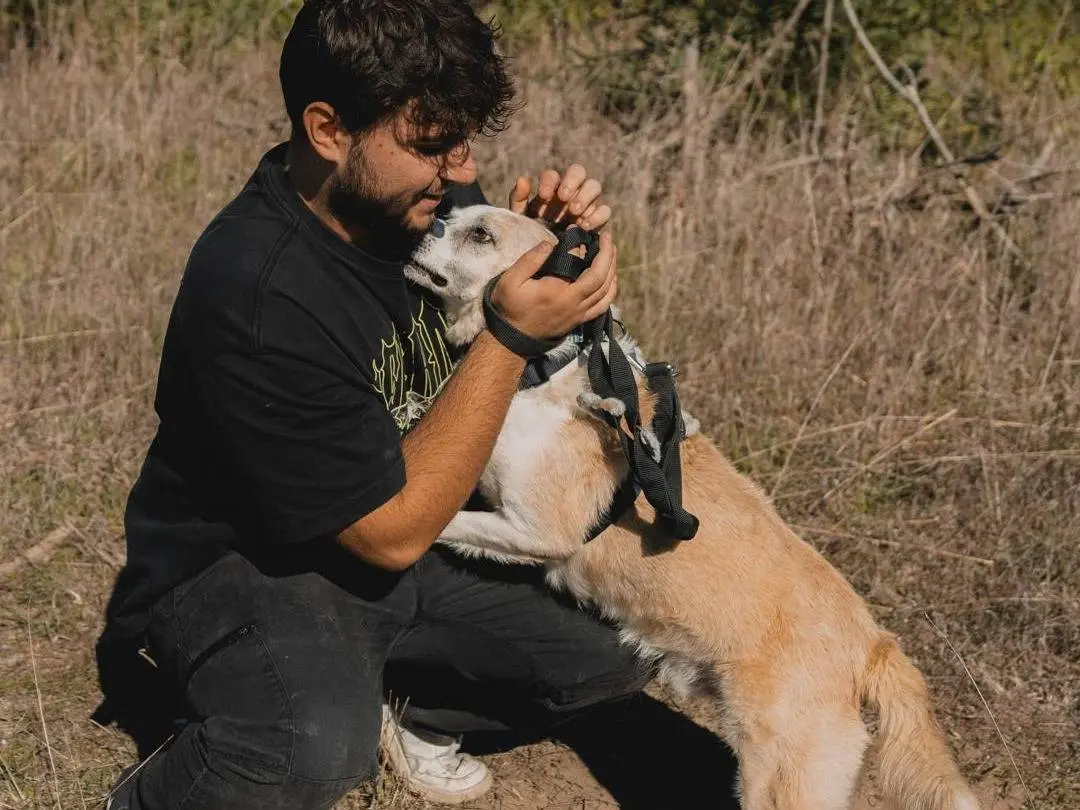 Vuoi adottare un cane a Caserta?