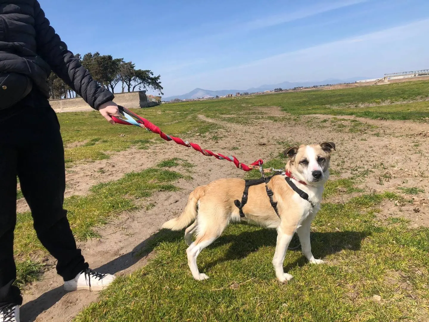 Adotta un cane, maschio, 8 anni e 2 mesi, Caserta