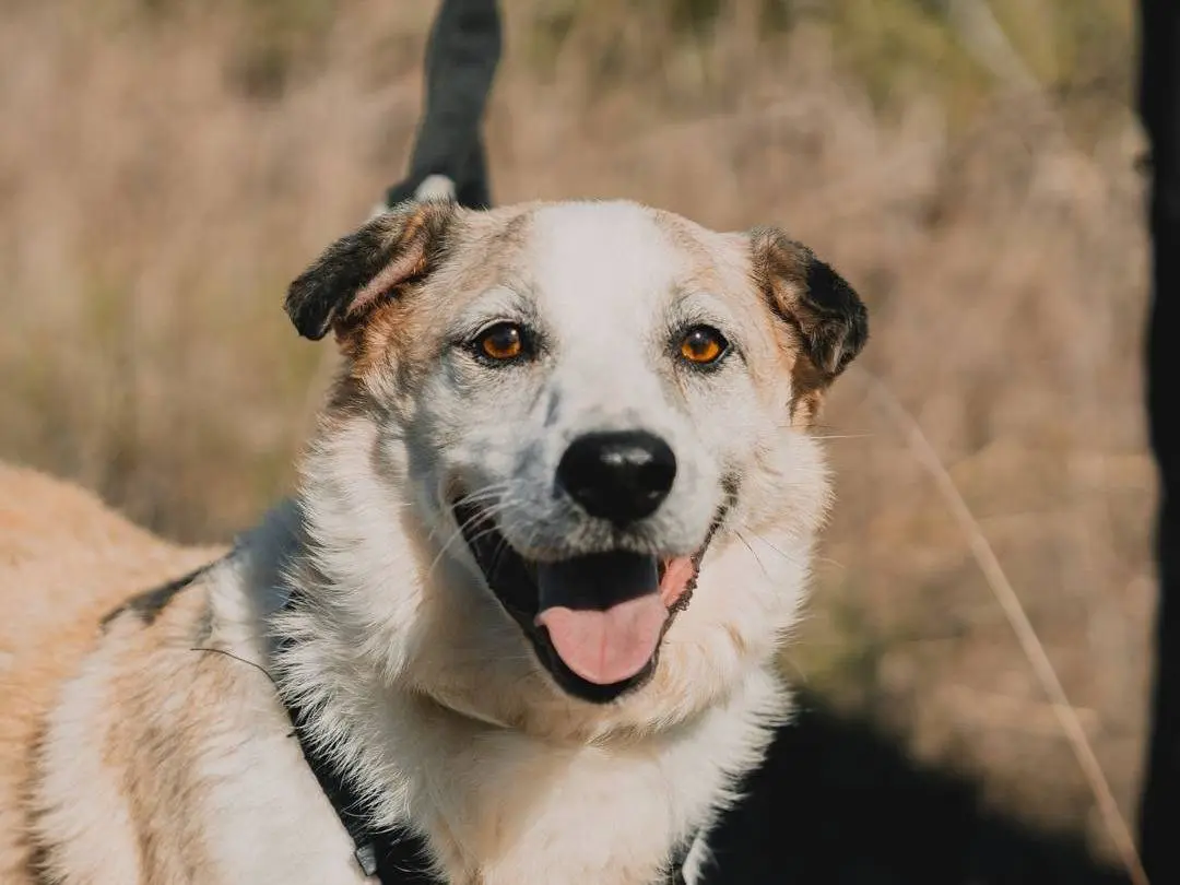 Adozione cane, maschio, Razza sconosciuta Razza sconosciuta, 8 anni e 2 mesi, taglia media contenuta, Caserta