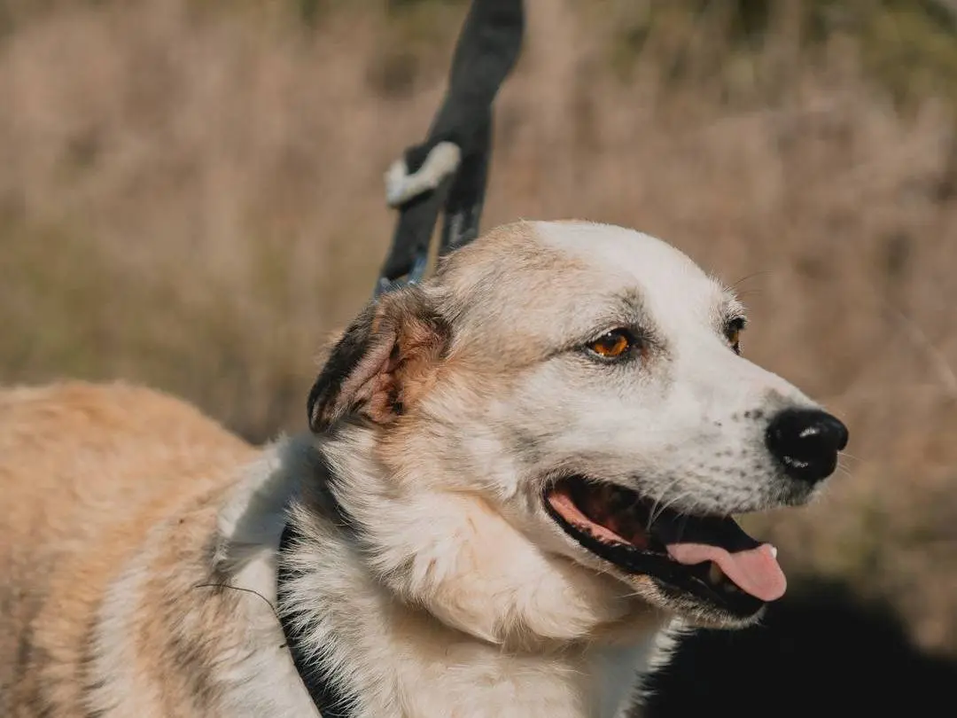 Adotta il cane TOMMY a Caserta