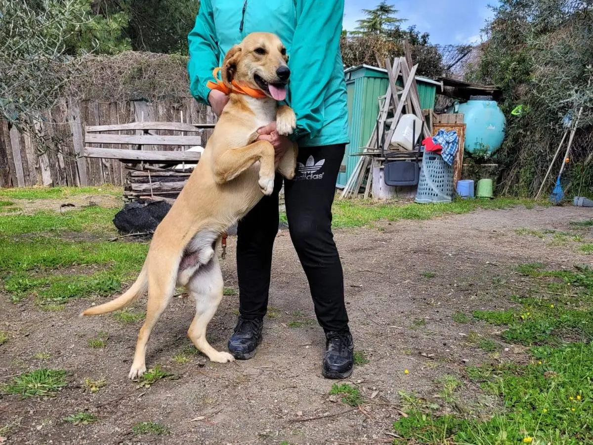 Vuoi adottare un cane a Viterbo?