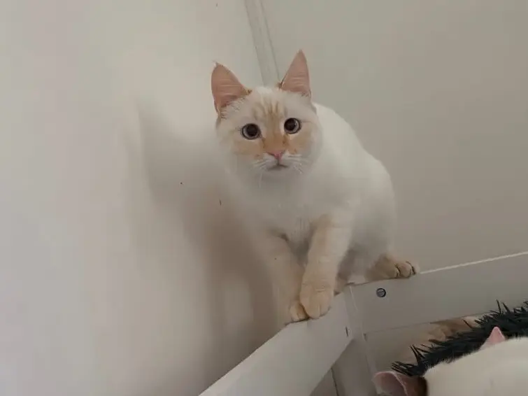 Adozione gatto, femmina, Razza sconosciuta Razza sconosciuta, 11 mesi, taglia non valida, Bari