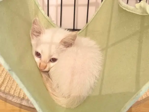 Adotta un gatto, taglia non valida, femmina, Bari