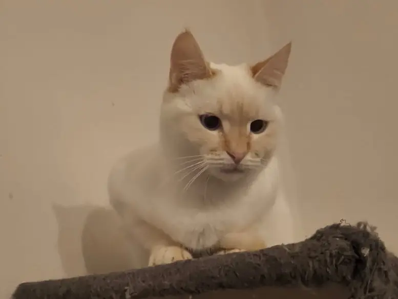 Adotta un gatto, femmina, 11 mesi, Bari